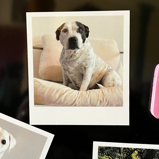 6 x Photo Magnets